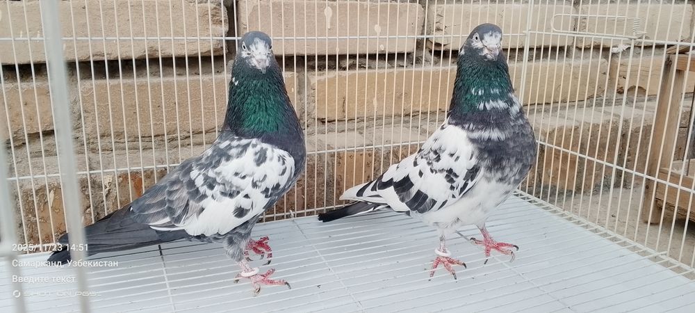 Продается голуби Тедди Kaftar Sotiladi teddy