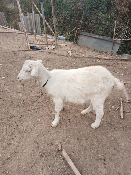 Продаётся зааненская коза