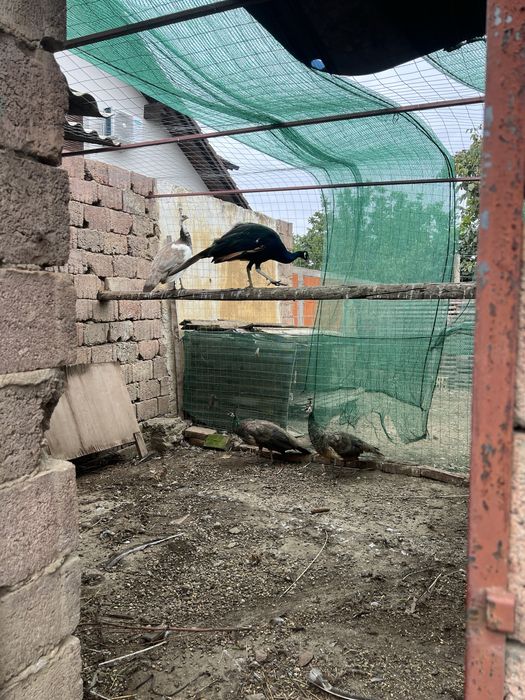 Vand 3 femele de păuni si un mascul