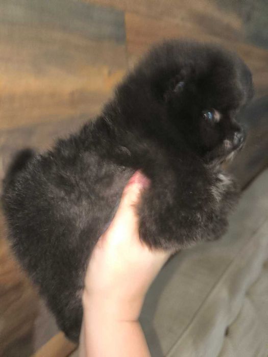 Померанский  Шпиц