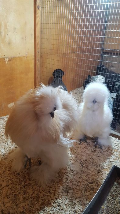 Шолк хурозлар бор сотилади