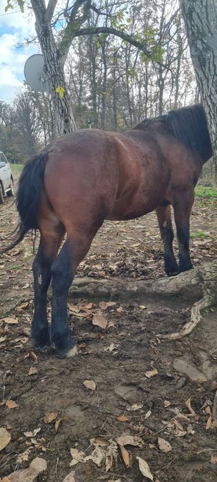 De vanzare un mânz și un armăsar