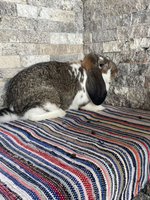 Vand o femela de berbec germna