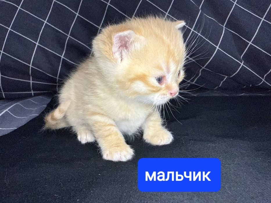 Продаются котята скотиш фолд и страйт