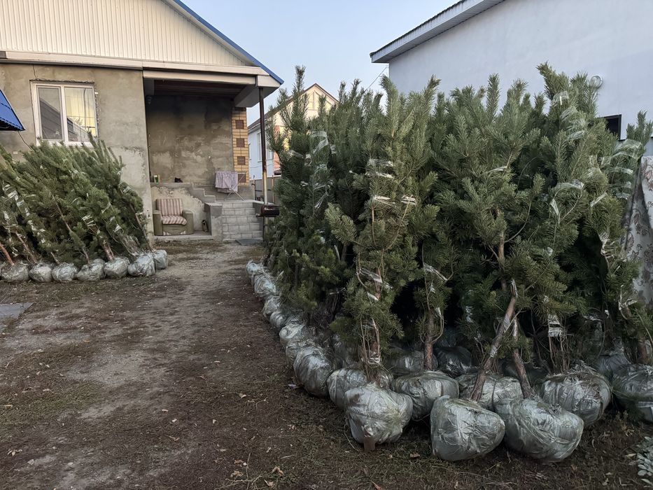 Саженцы сосна с комом