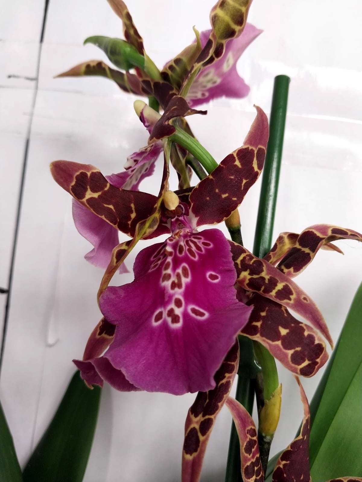 Орхидея брассия     .