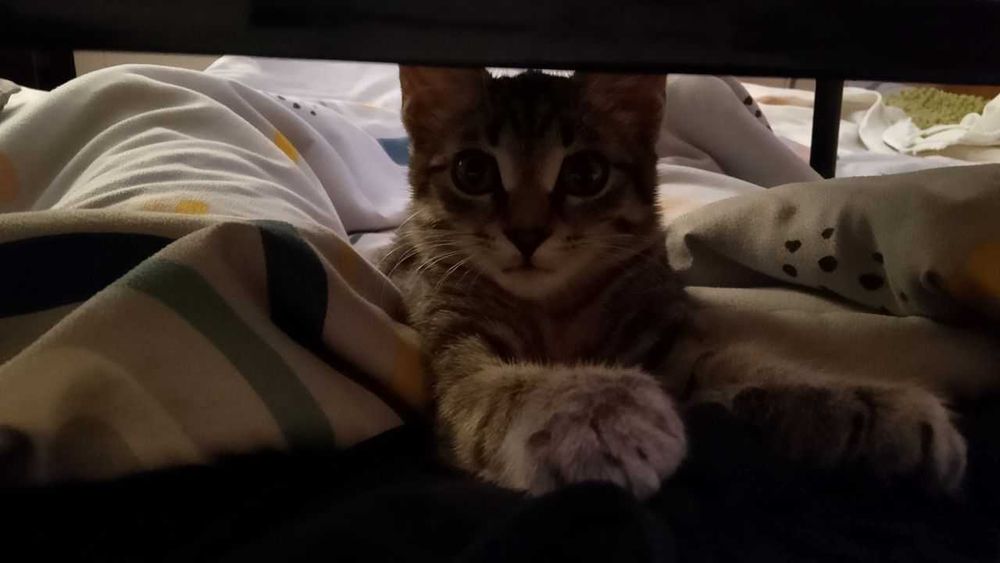 Отдам кошку девочку