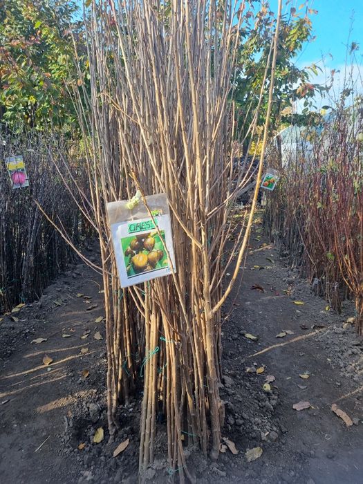 Pomi fructiferi altoiti