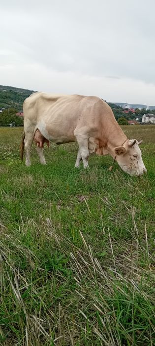 Vând vacă cu lapte