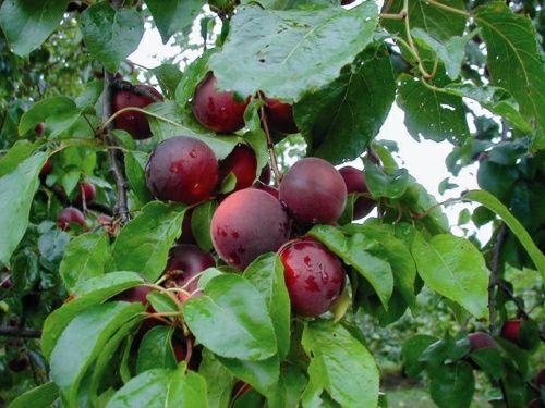 Pomi Fructiferi deosebiti  cais apeikira