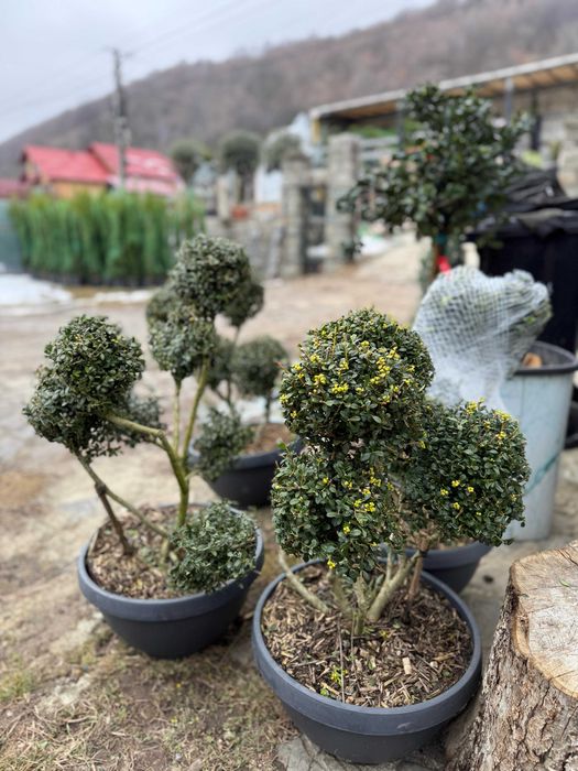 Mesteacan copaci ornamentali