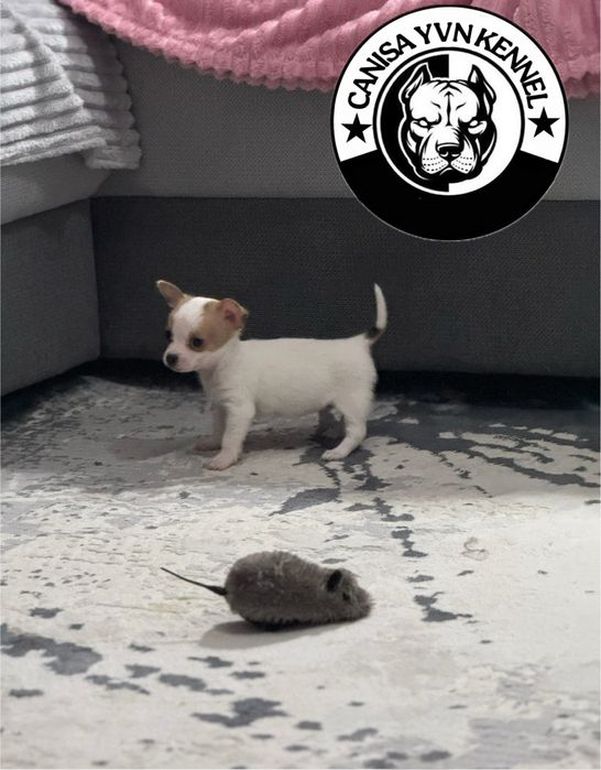 Mascul chihuahua miny