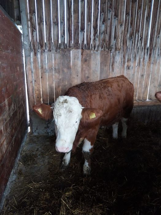 Tauri - rasa Bălțată Românească cu certificate de origine