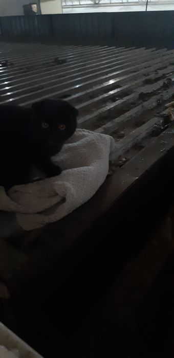 Кто то выкил кошку,похожа на породистую,замерзает.Вислоухая