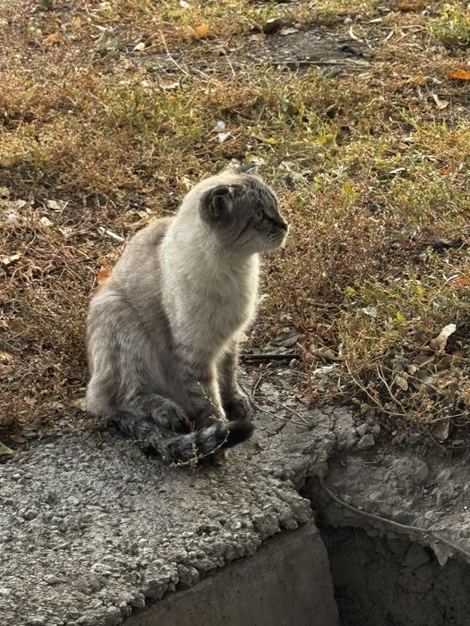 Кошка ищет хозяев