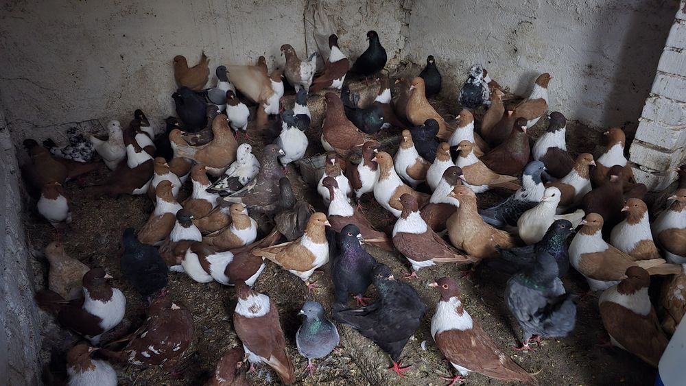 Porumbei diferite rase