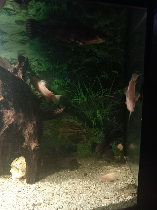 Pesti sanitari diferite specii