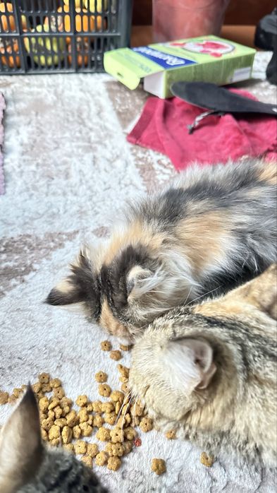 Отдам даром котят в хорошие руки