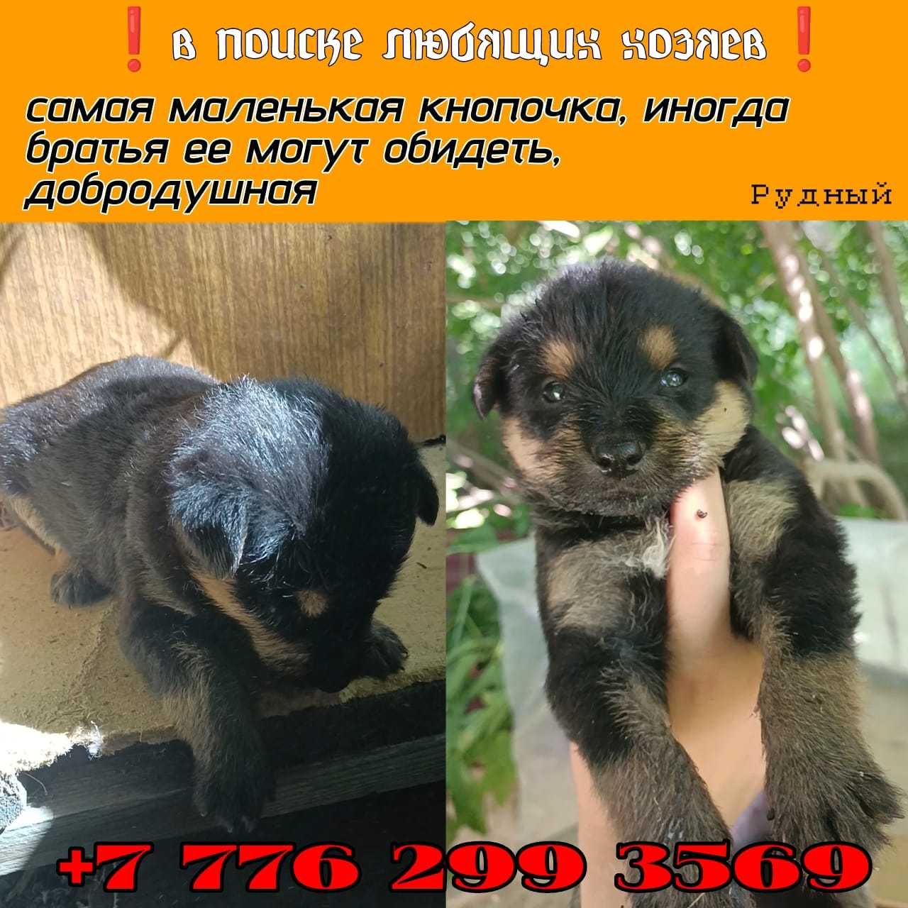 Ищем любящих хозяев