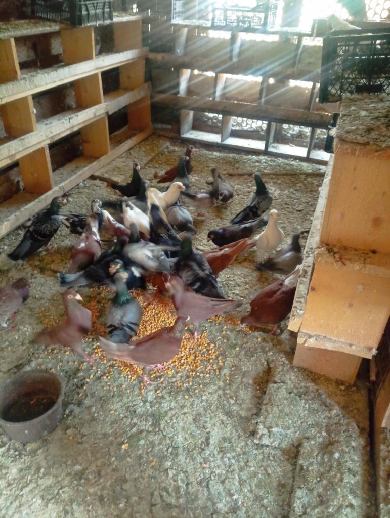Porumbei de vanzare