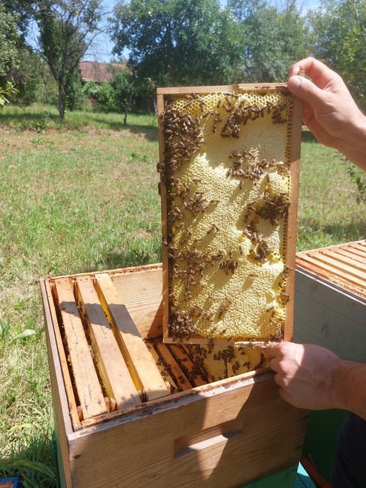 Miere 100% naturala.
Miere de salcâm 35 lei kg 
Miere de tei 30 le