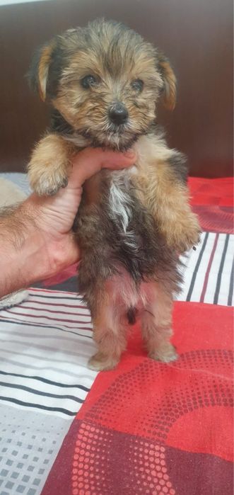 Catei spre adoptie