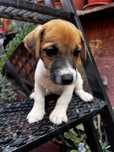 Jack Russell Terrier