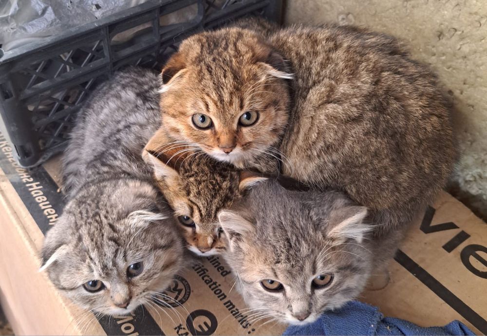 Отдам котят в хорошие руки