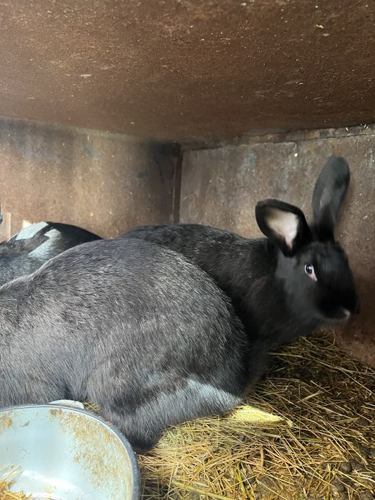 Зайци за проданн