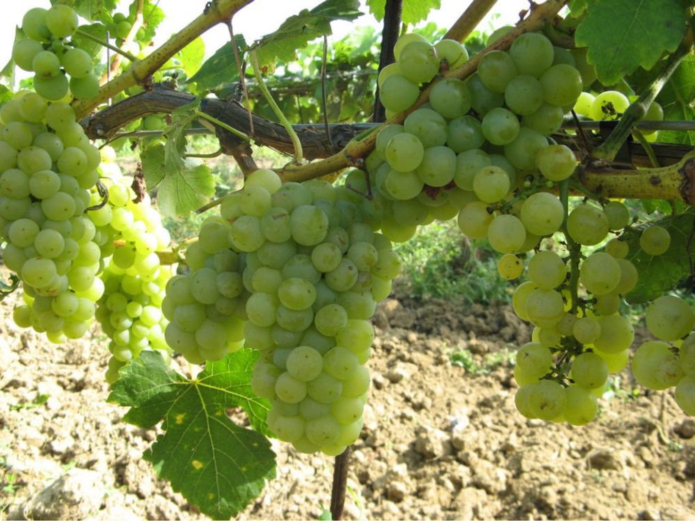 Vand struguri de vin albi și roșii