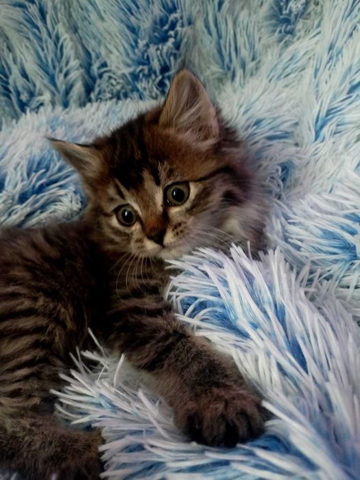 Отдам котенка мальчик
