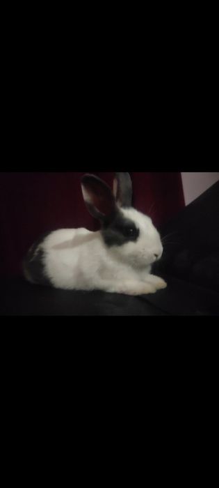 Декоративный кролик в добрые руки