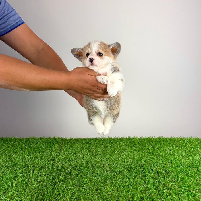 Pui Welsh Corgi Pembroke cu pedigree