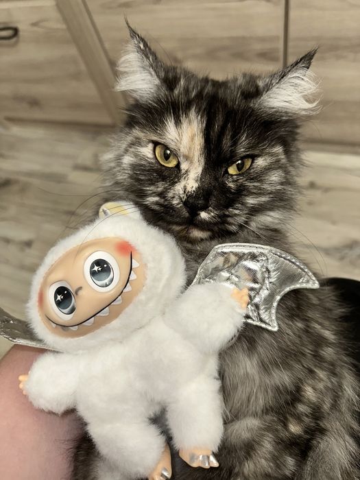 Кошечка ищет дом