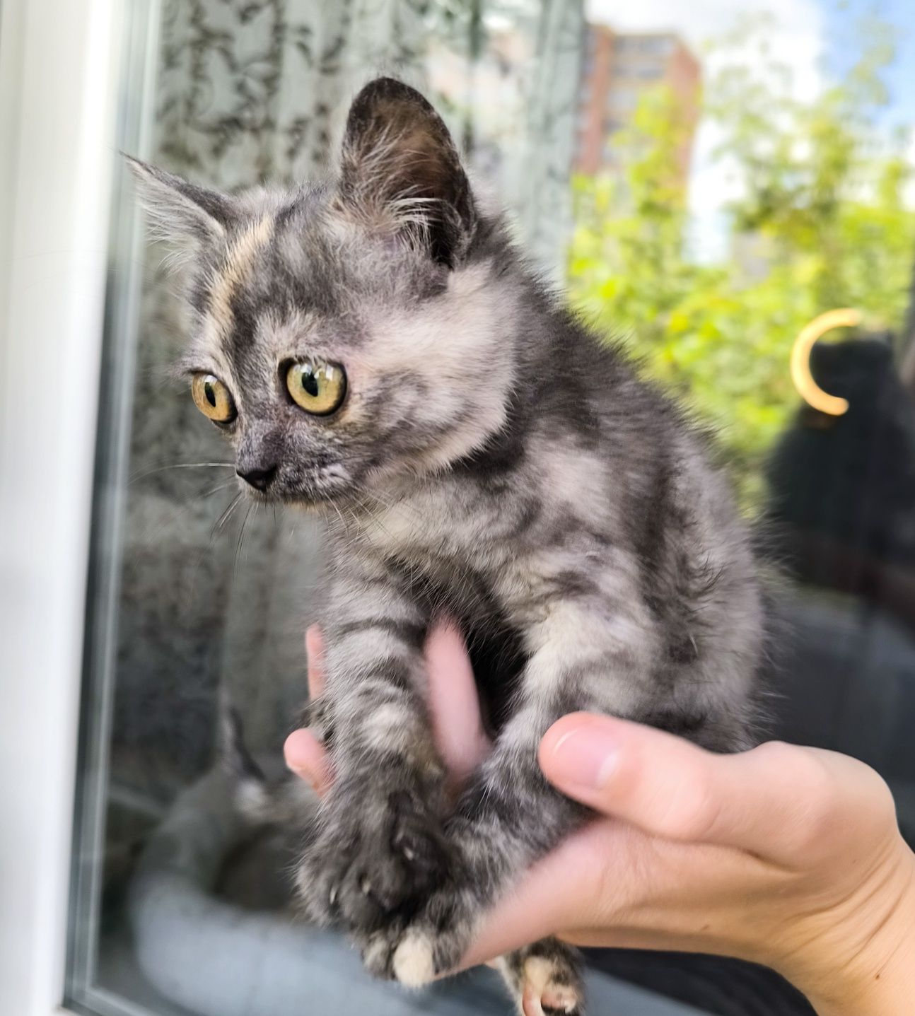 Котёнок, девочка 2 месяца в ответственную семью.