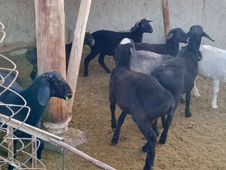 Qoʻchqor barralar sotiladi.Kelishilgan narxlarda