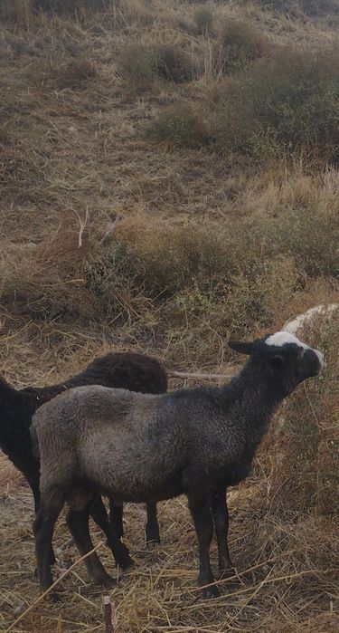 Романовский токты кошкар сатылады бағасы 45000