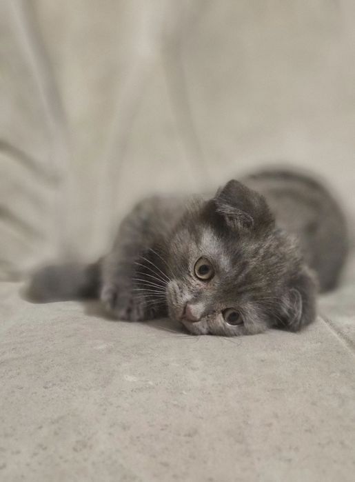 Котик породистый