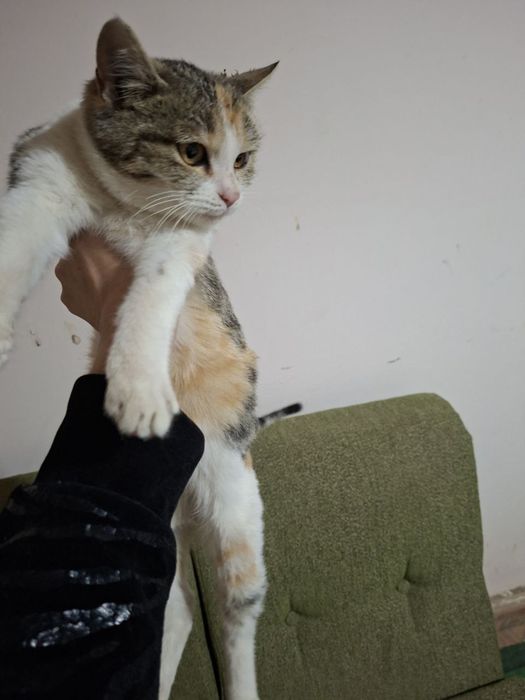 Отдам в хорошие руки