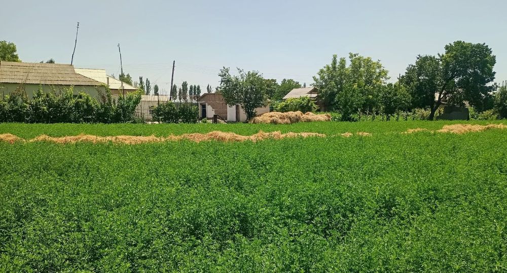 Срочно продается дом 38 соток