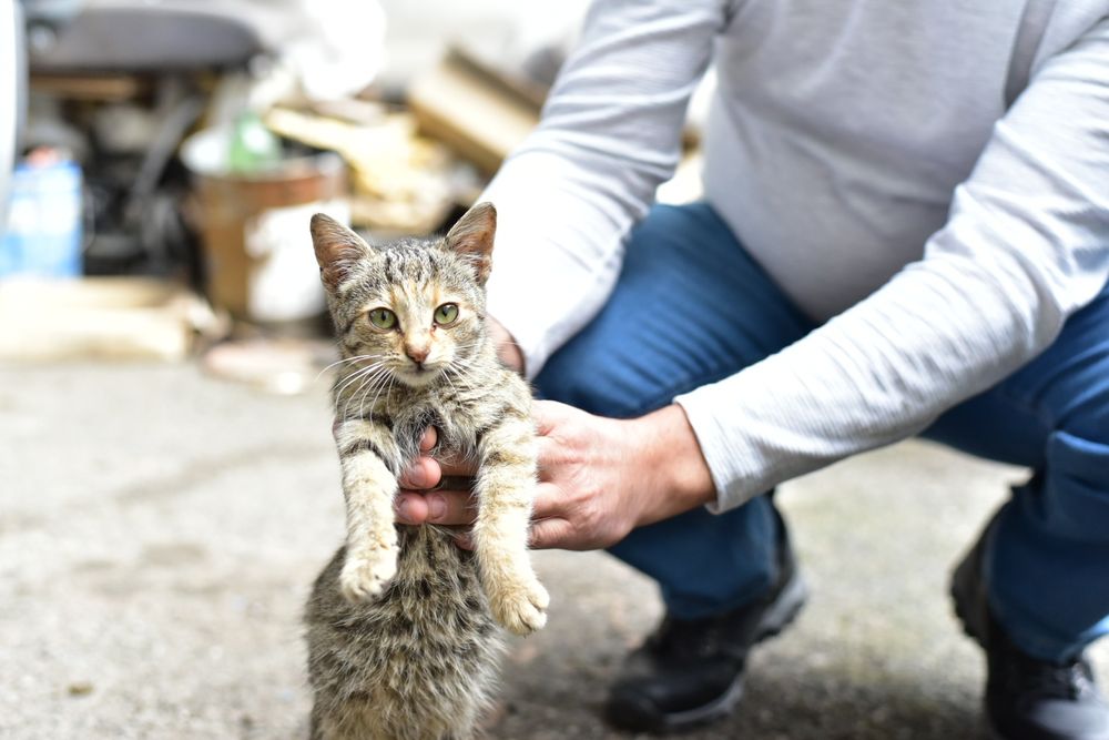 Подарявам коте на 2 месеца, здраво с аксесоари