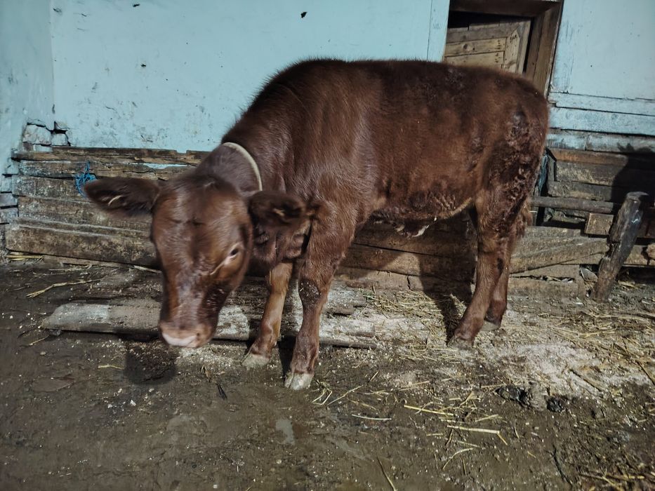 Vând vițel rasa angus