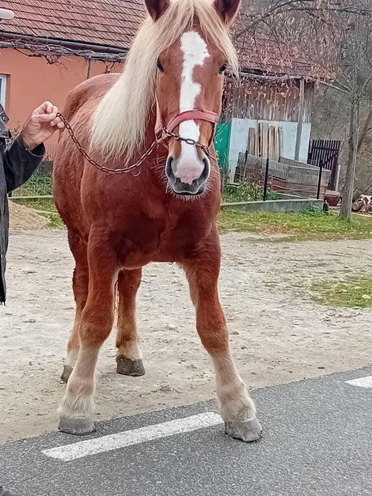 Vând manză de 2 ani