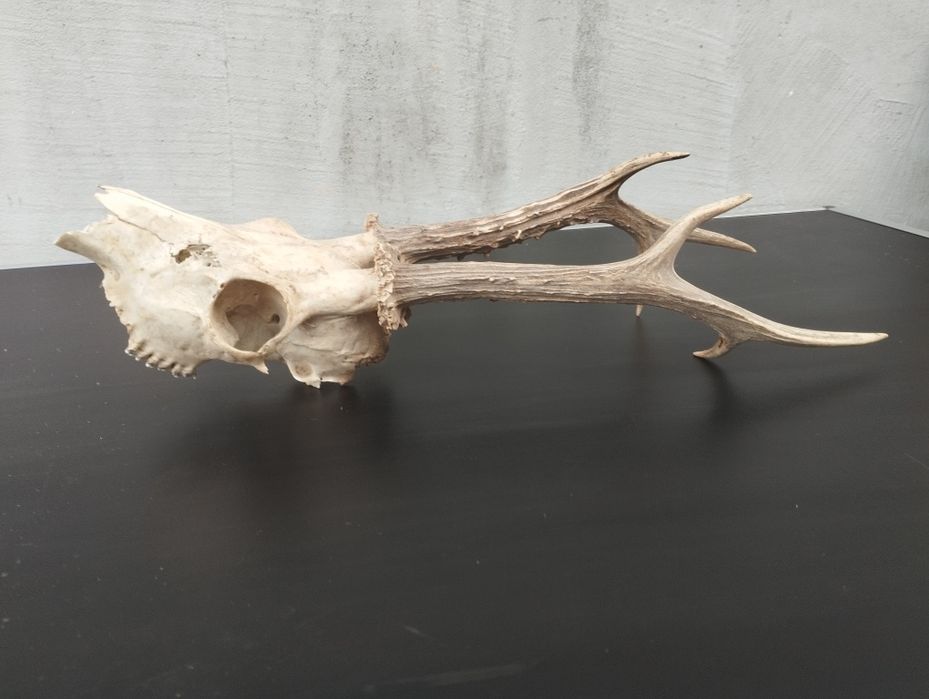 Трофей от сръндак