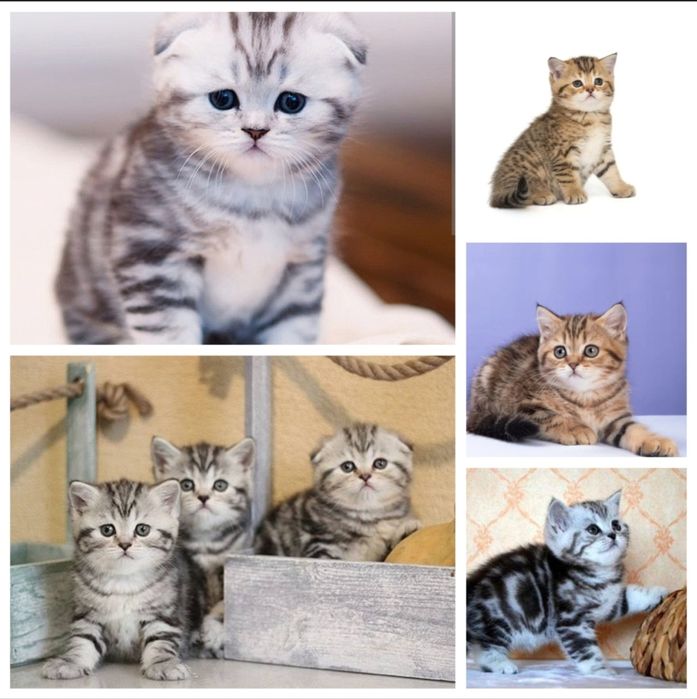 Шотландские котята Астана
