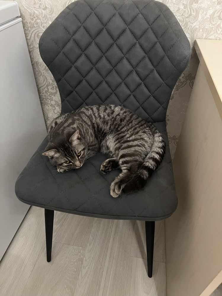 Кот , 10 месяцев , привитый , метис