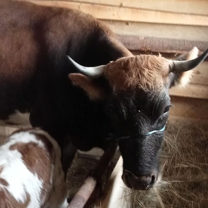 Vînd vacă de 4 ani cu vițel