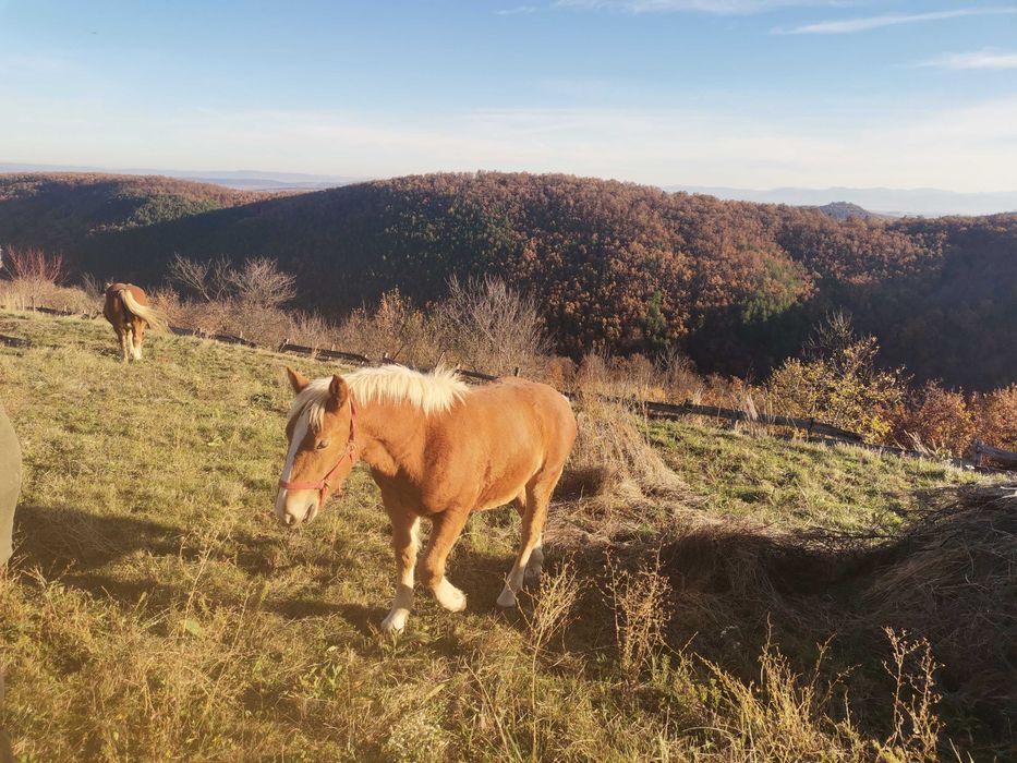 Mânz tânăr de 6 luni
