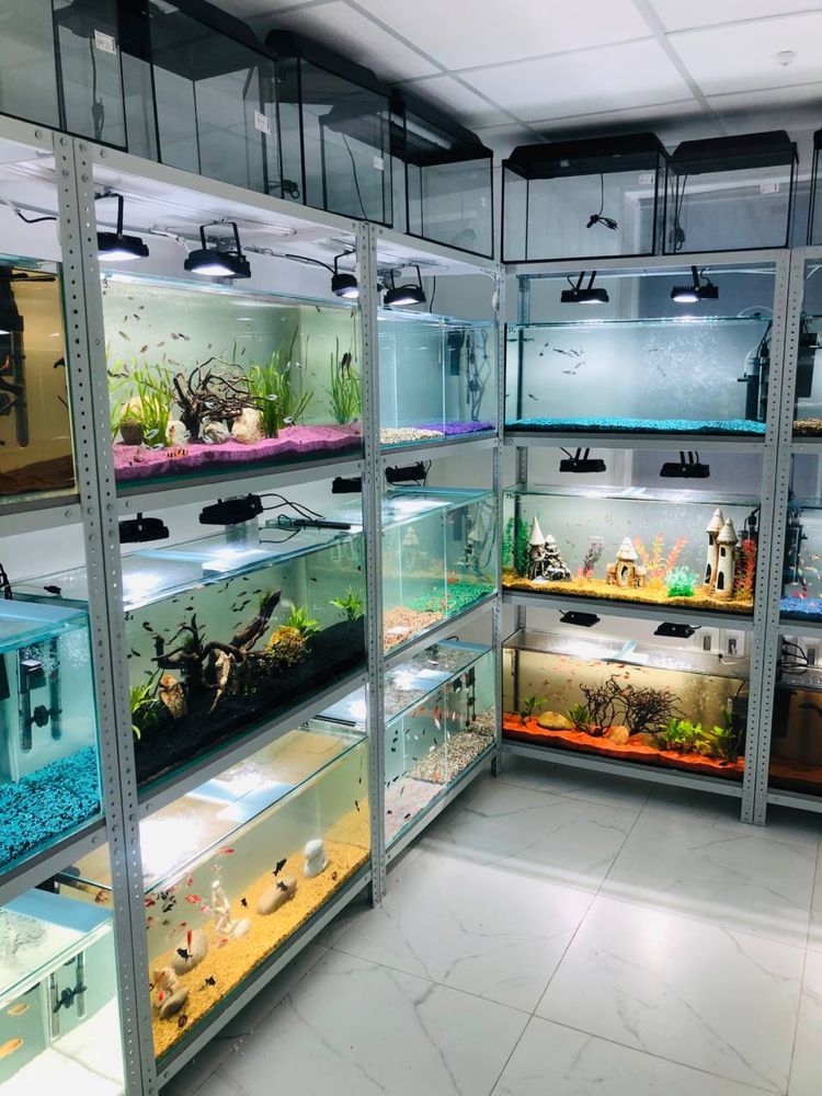 Аквариумные рыбки! Современная студия аквариумов!