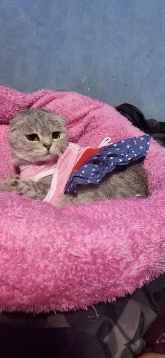 Серебристая Шыншыла девочка